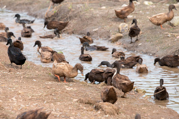 Group of ducks