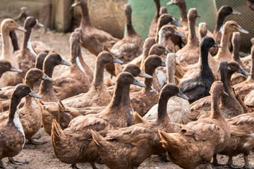 Group of ducks