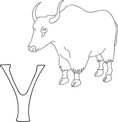 Vector hand drawn illustration capital letter Y on alphabet card. Black and white realistic yak isolated. Kids ABC, school education. Coloring page for children