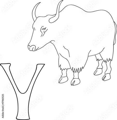 Vector Hand Drawn Illustration Capital Letter Y On Alphabet Card Black And White Realistic Yak