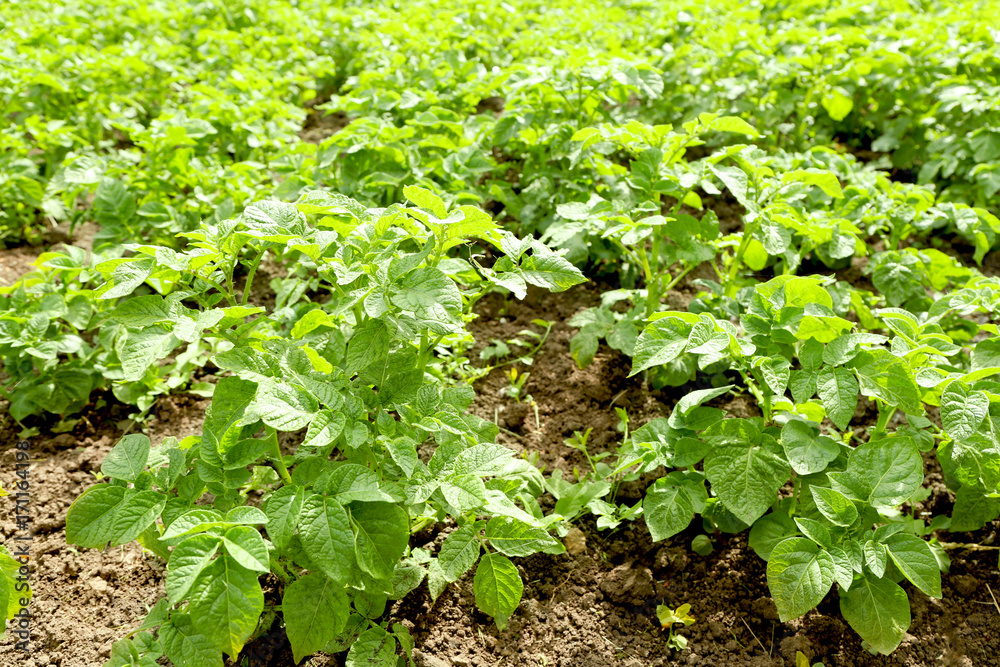 Sticker Potato plants growing in garden