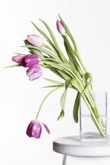  tulips in a vase