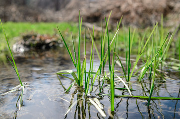Green grass on the Lake.