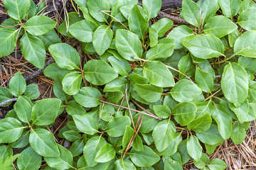 green birch leaves