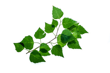 Obraz premium Green twig of a birch on a white background