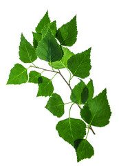 Green twig of a birch on a white background