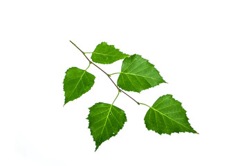 Green twig of a birch on a white background