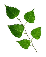 Obraz premium Green twig of a birch on a white background