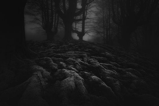 Fototapeta Dark and scary forest with roots