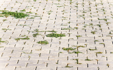Grass through the paving slab