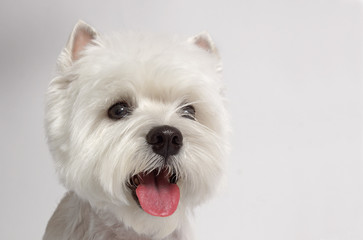 WEST HIGHLAND WHITE TERRIER dog