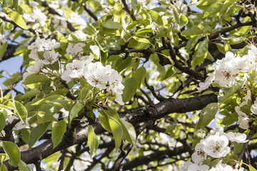 Flowering apricot tree