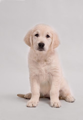 golden RETRIEVER dog