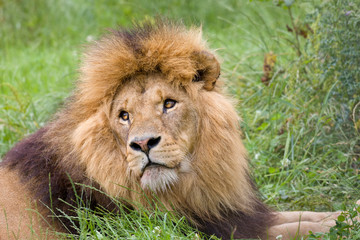 Obraz na płótnie Canvas Face closeup of a lion