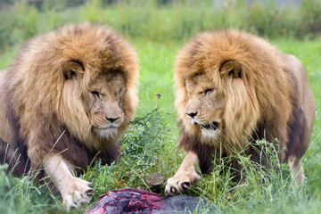 Two lions and one prey