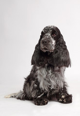 english spaniel