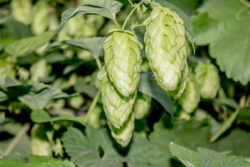 Hop cones in natur