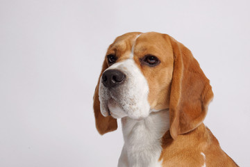 Beagle dog