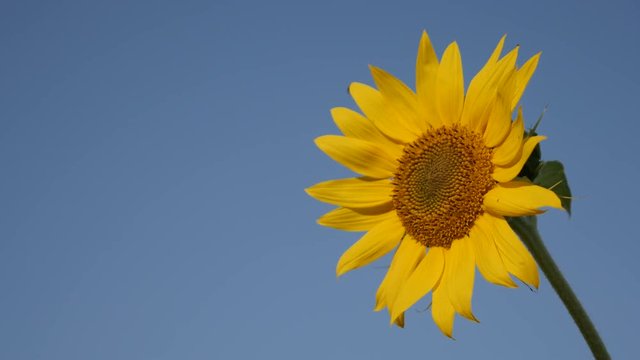 Details of beautiful sunflower close-up footage - Blue sky and Helianthus plant video 