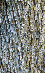 Obraz premium Tree bark as background