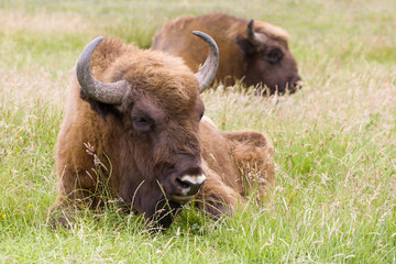 Two European Bison © Anneke