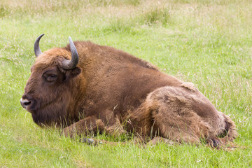 European Bison closeup © Anneke