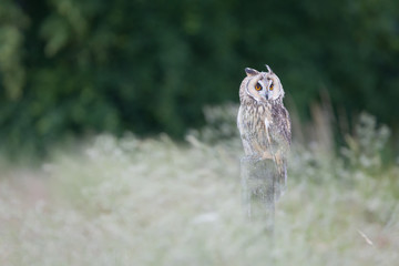 Long eared owl perched