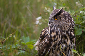 Large European Eagle Owl