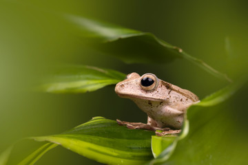 Adult Borneo Eared frog