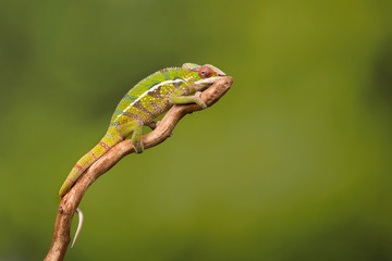 Panther Chameleon on green backdrop