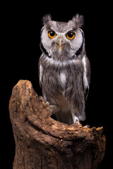 Naklejka premium African White Faced Owl on black