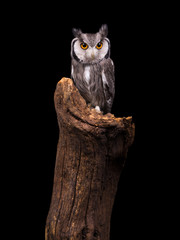 White Faced Owl on fence post