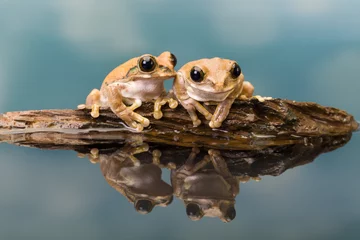 Deurstickers Two Amazon milk frogs reflected in water © Anneke
