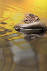 European Toad on pebble