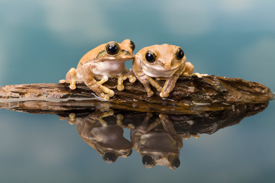 Two Amazon milk frogs reflected in water