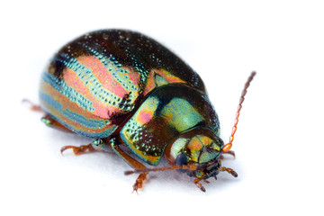 Iridescence
