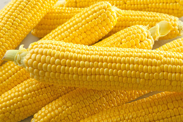 Fresh corn cobs, closeup