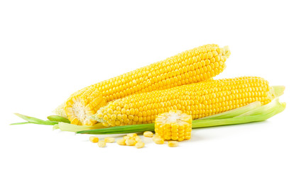 Fresh corn cobs, isolated on white