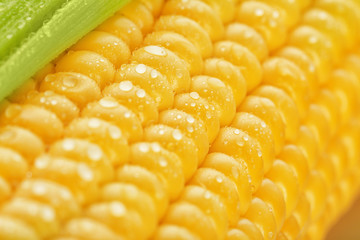 Fresh corn cob, macro view