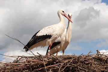Storks on their nest