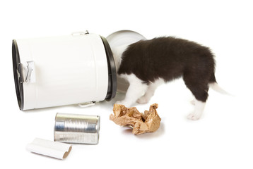Puppy playing with garbage - obrazy, fototapety, plakaty