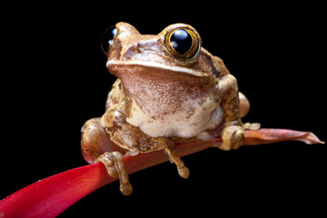 Marbled reed frog