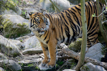 Fototapeta premium Sumatra-Tiger (Panthera tigris sumatrae) am Wasser