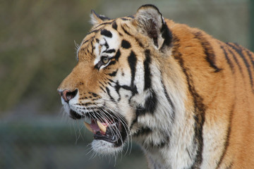 Fototapeta na wymiar Sibirische Tiger (Panthera tigris altaica), Amurtiger, Ussuritiger, Portrait