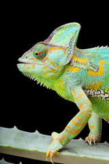 Obraz premium Yemen Chameleon