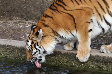 Fototapeta na wymiar Sibirische Tiger (Panthera tigris altaica), Amurtiger, Ussuritiger, trinkt Wasser