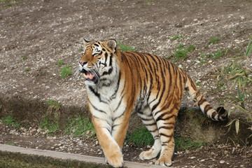 Sibirische Tiger (Panthera tigris altaica), Amurtiger, Ussuritiger