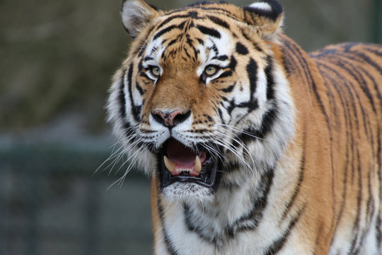 Sibirische Tiger (Panthera tigris altaica), Amurtiger, Ussuritiger, Portrait
