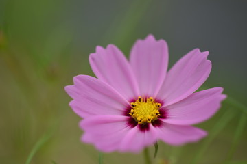 コスモス