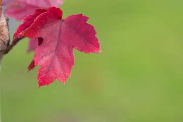 A single, beautiful read leaf at the start of fall